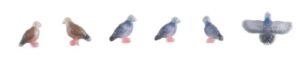 Set of 6 pigeons